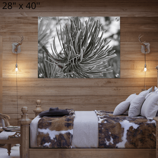 Acrylic Print "Pining for Snow"