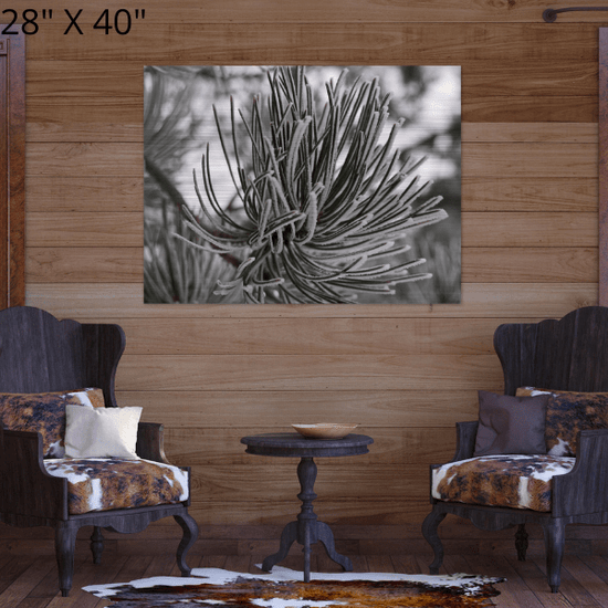 Brushed Aluminum Print "Pining for Snow"